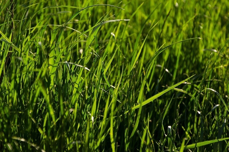 Drought Tolerant Grass