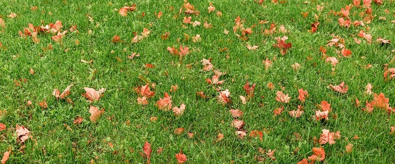 How To Make Grass Green During Fall Season