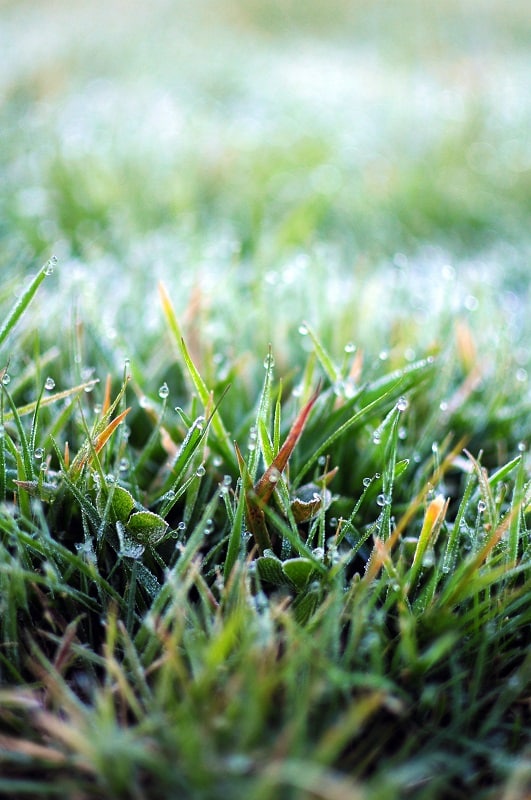 Revive Lawn Fertilizer Products Lush Grass